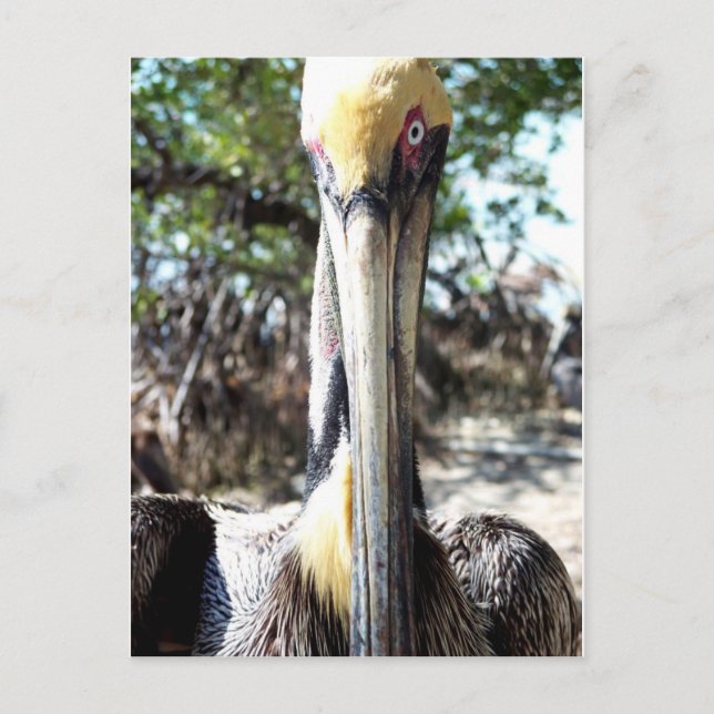 Pelican Bird Sanctuary Key Largo, Florida Postcard Postkarte (Vorderseite)
