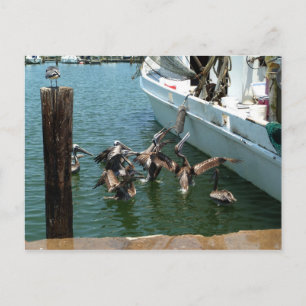 Pelican Brunch Postcard Postkarte