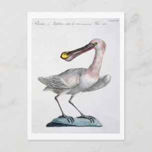 Pelican, c.1767-76 (handfarbene Gravur) Postkarte
