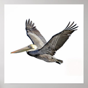 Pelican Clear Poster