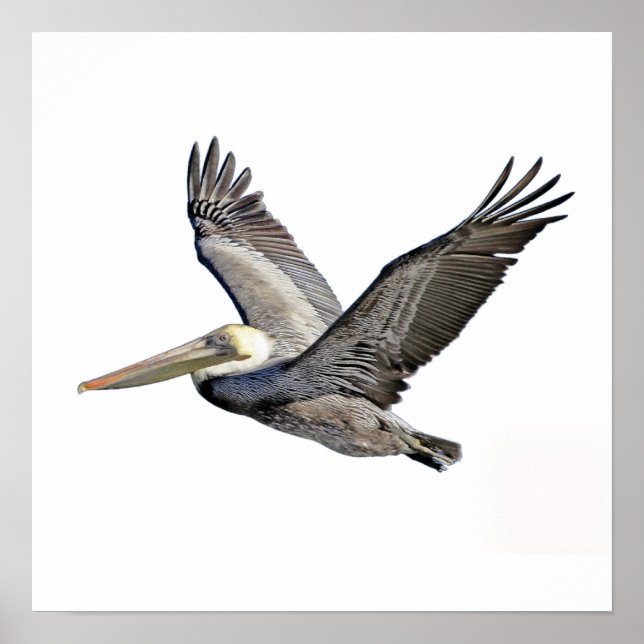 Pelican Clear Poster (Vorne)