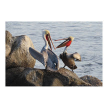 Pelican Discussions - oder war es ein Witz?