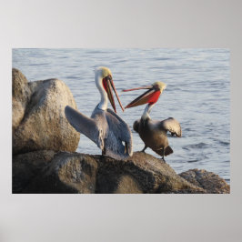 Pelican Discussions - oder war es ein Witz? Poster