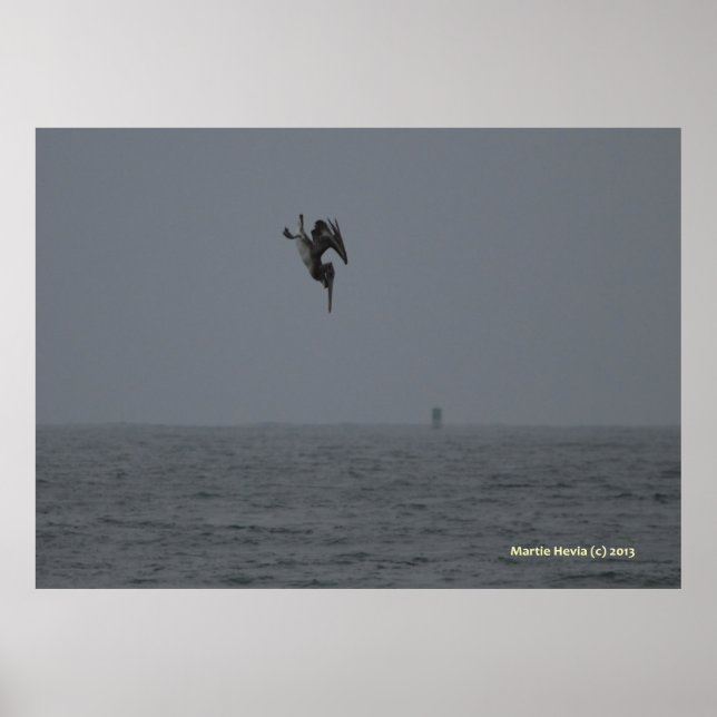 Pelican Dives Poster (Vorne)