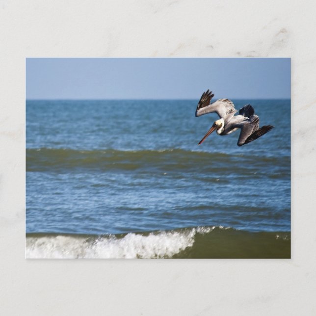 Pelican Diving Postcard Postkarte (Vorderseite)