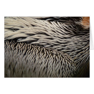 Pelican Feathers Abstrakt Nature Fotografy