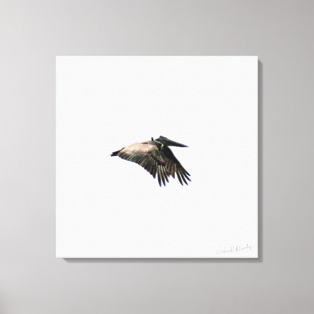 Pelican Flight | FT. Myers, FL | 24x24 Leinwand (Vorderseite)