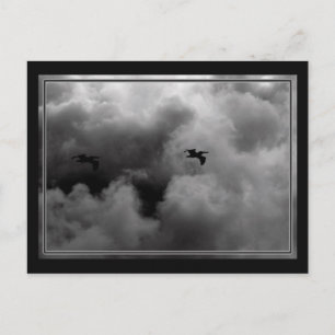 Pelican Flight Postkarte