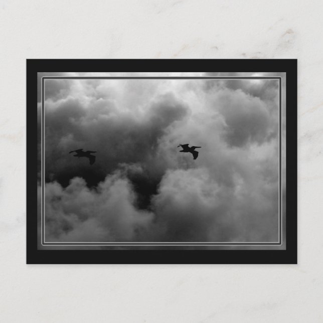 Pelican Flight Postkarte (Vorderseite)