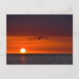 Pelican Flying at Sunset in Florida Postkarte
