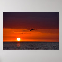 Pelican Flying at Sunset