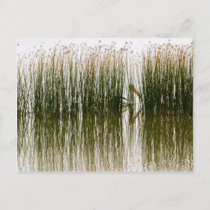 Pelican Hideout Postkarte