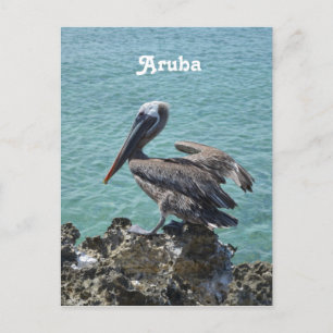 Pelican in Aruba Postkarte