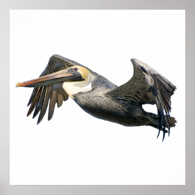 Pelican in Flight Poster (Vorne)