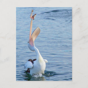 Pelican in Water Catching Fisch in der Luft Postkarte