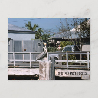 Pelican Key West Florida 1987 Postkarte