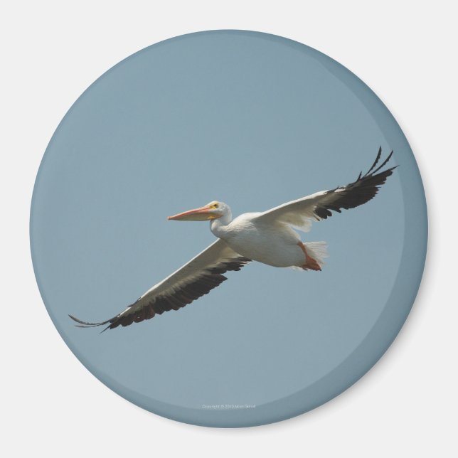 Pelican Magnet 4 (Vorne)