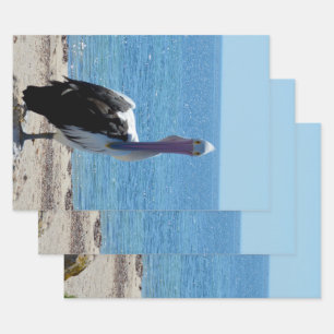 Pelican mit dem "Look", Geschenkgutscheine Geschenkpapier Set