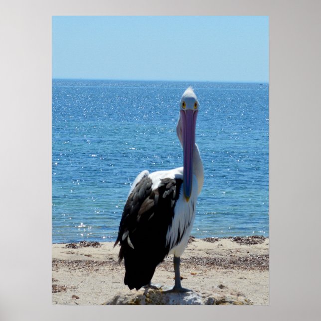 Pelican mit dem "Look", Poster (Vorne)