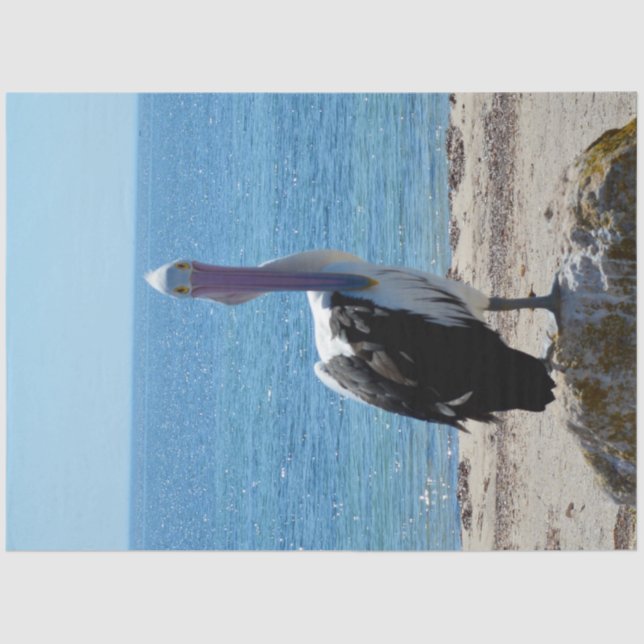 Pelican mit dem "Look", Seidenpapier (Vorderseite)