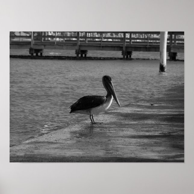 Pelican on Dock - Black & White Poster (Vorne)