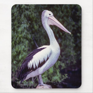 Pelican on Farm, Tasmanien - Australien Mousepad