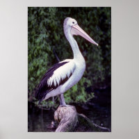 Pelican on Farm, Tasmanien - Australien