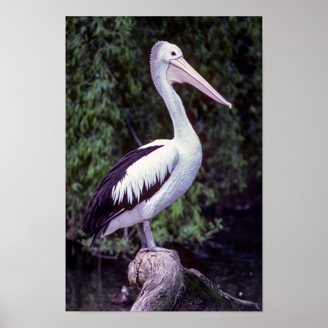 Pelican on Farm, Tasmanien - Australien Poster (Vorne)