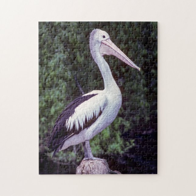 Pelican on Farm, Tasmanien - Australien Puzzle (Vertikal)