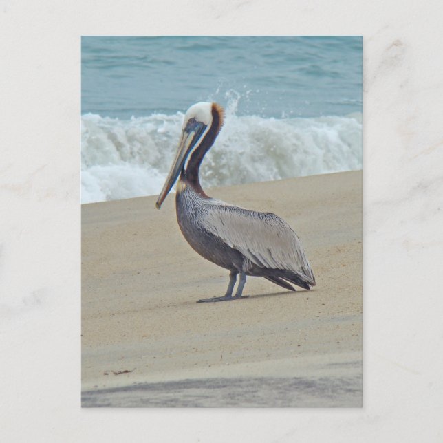 Pelican on Outer Banks OBX NC Postkarte (Vorderseite)