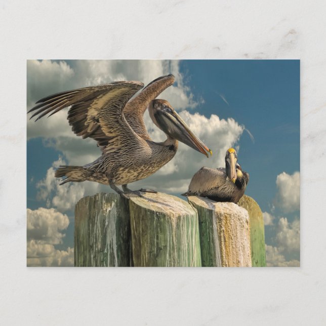 Pelican Parodies Florida Wildlife Postkarte (Vorderseite)