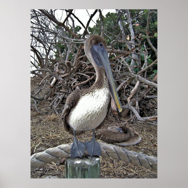 Pelican Portrait Poster (Vorne)