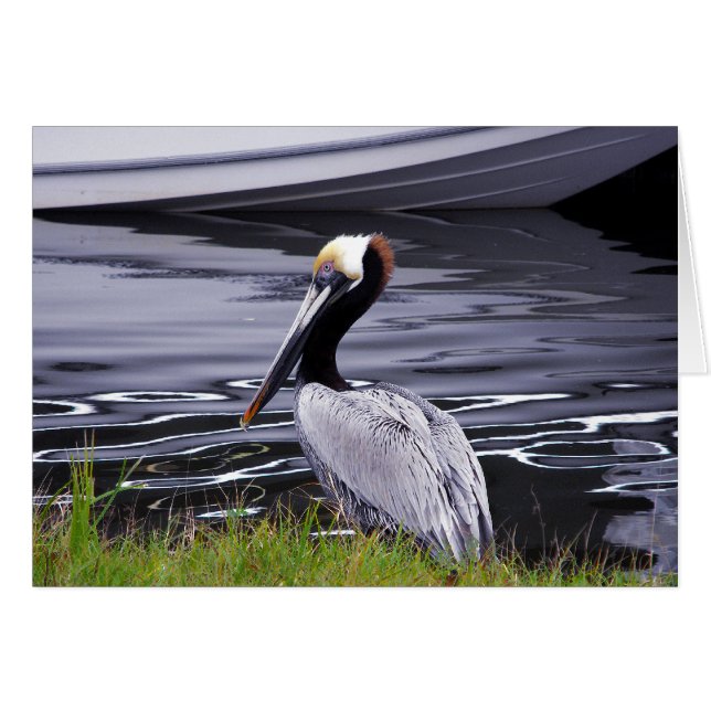 Pelican Poser (Vorderseite (Horizontal))