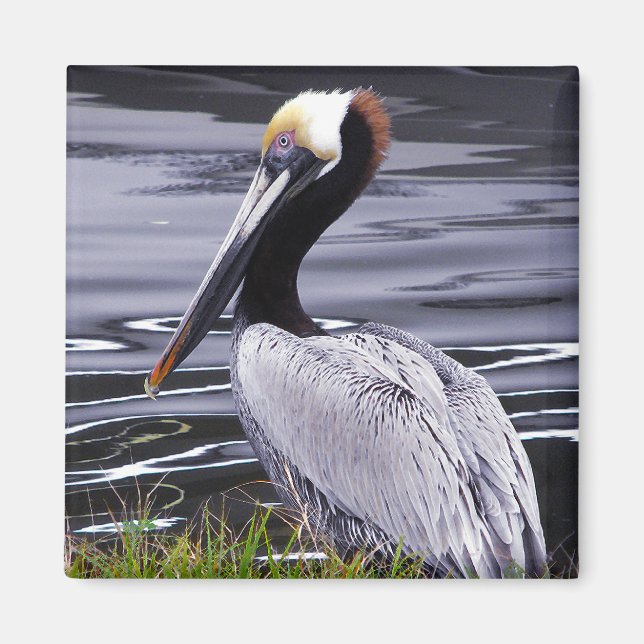 Pelican Poser Magnet (Vorne)