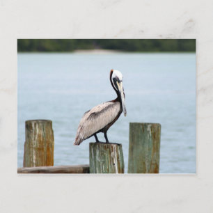 Pelican Postcard Postkarte