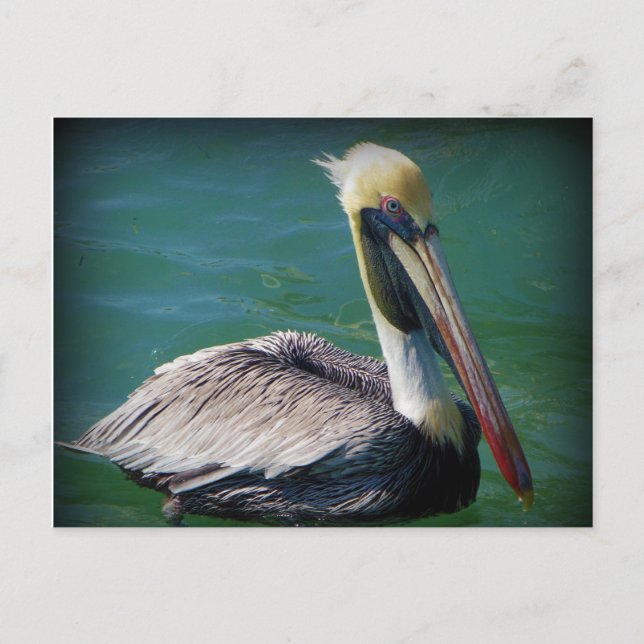Pelican Postcard Postkarte (Vorderseite)