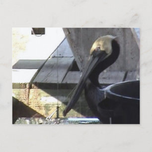 Pelican Postcard Postkarte