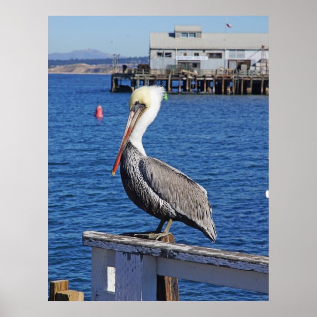 Pelican Print Poster (Vorne)