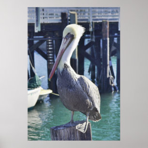 Pelican Print Poster
