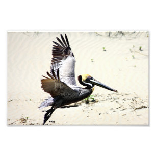 Pelican Print, Wall Art, Geschenke, Beach Birds Fotodruck