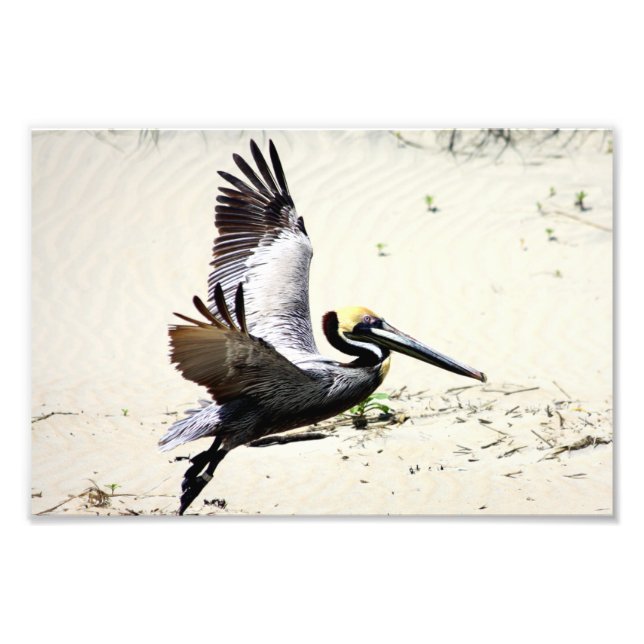 Pelican Print, Wall Art, Geschenke, Beach Birds Fotodruck (Vorne)