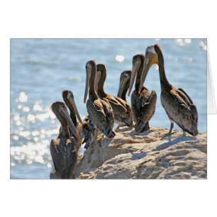 Pelican Rock