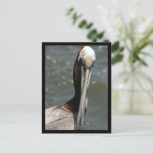 Pelican Rückblick auf mich Holiday Postcard Feiertagspostkarte