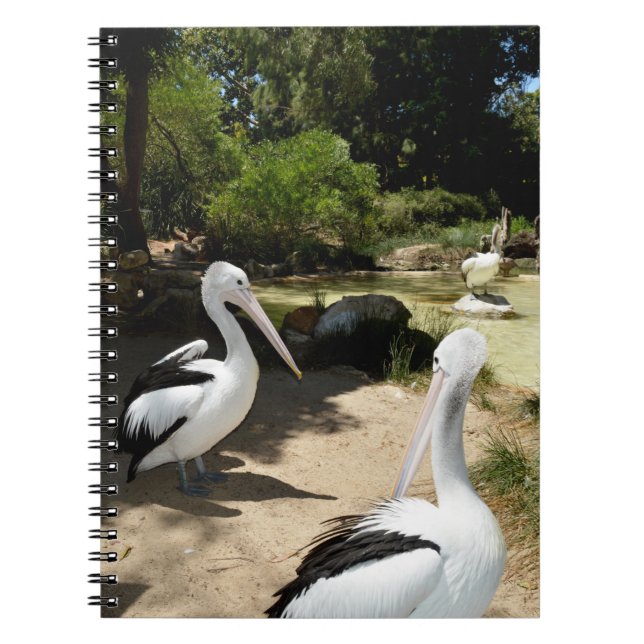 Pelican Sanctuary, Notebook Notizblock (Vorderseite)