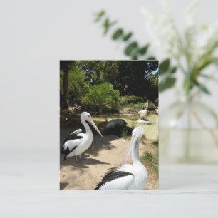 Pelican Sanctuary, Postcard Postkarte