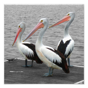 Pelican Sea Bird Minimalistisch Color Pop Fotograf Fotodruck