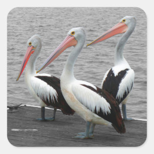 Pelican Sea Bird Minimalistisch Color Pop Fotograf Quadratischer Aufkleber