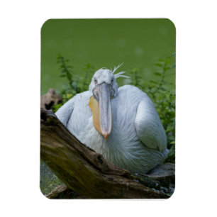 Pelican Serenity Ein faszinierender Blick Magnet