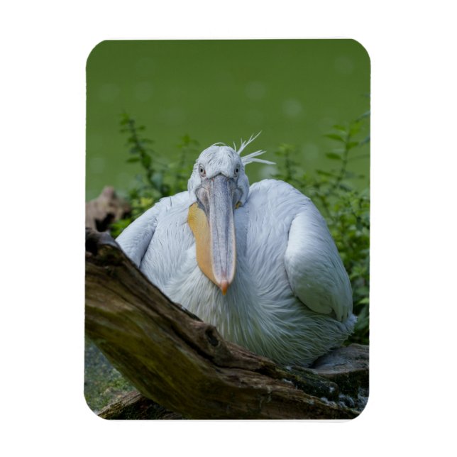 Pelican Serenity Ein faszinierender Blick Magnet (Vertikal)