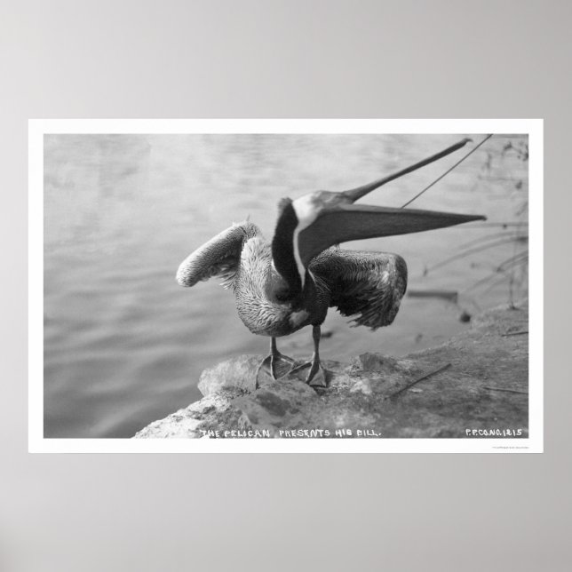 Pelican Showing Off Alaska 1918 Poster (Vorne)